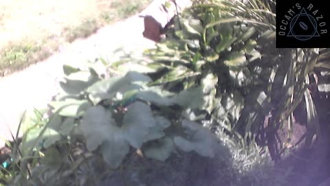 Butch the Sunflower