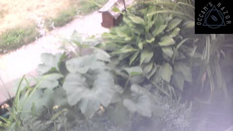 Butch the Sunflower