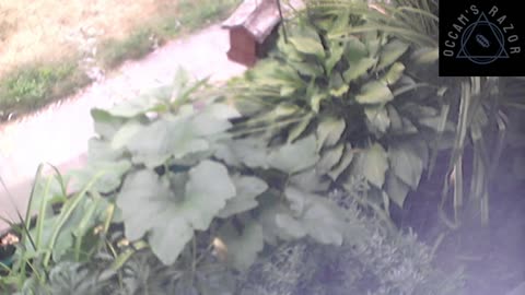 Butch the Sunflower