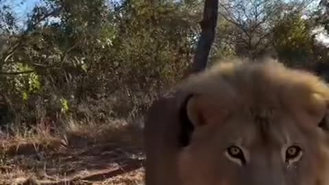 New Monkey Comedy Viral Video😂😁😘😂 #reelsvideoシ #viralreelsシ #