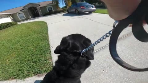 Chris Clugston Of Top-Dog K9 Analysing Second Video - Dale McCluskey Dog Training. "k9pack"