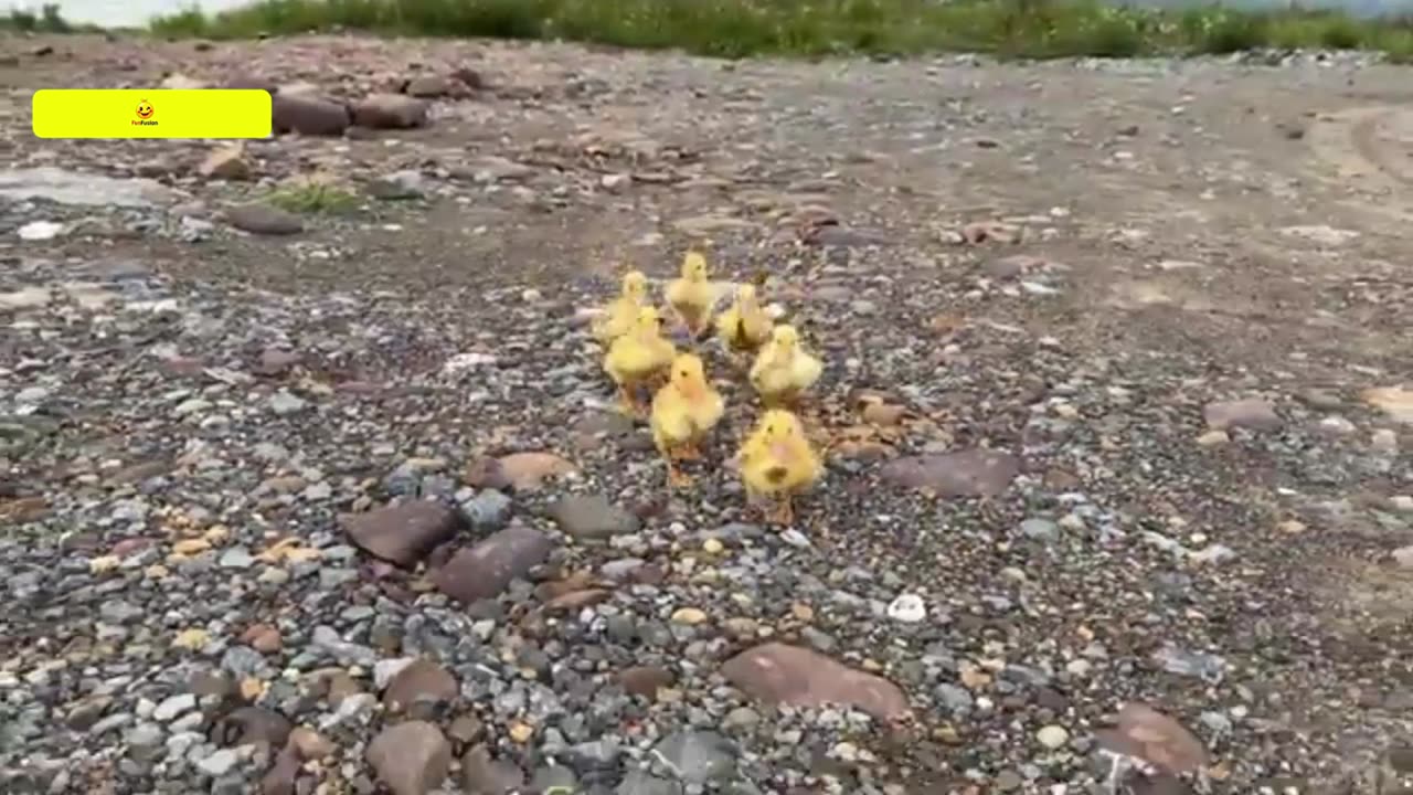 The Amazing Adventures of Duck and Cat: Animal Friendship in the Wild