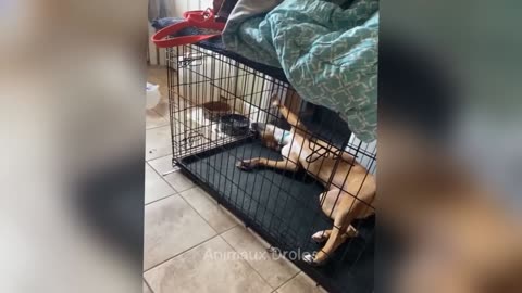 Funny Animals Acts 😂