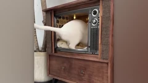 Creative Pet-Inspired Ideas That Are at Another Level