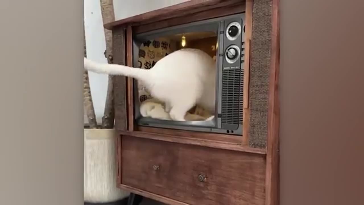 Creative Pet-Inspired Ideas That Are at Another Level