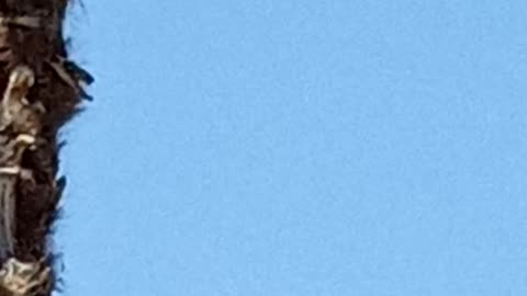 Moon in the afternoon 9/13/25