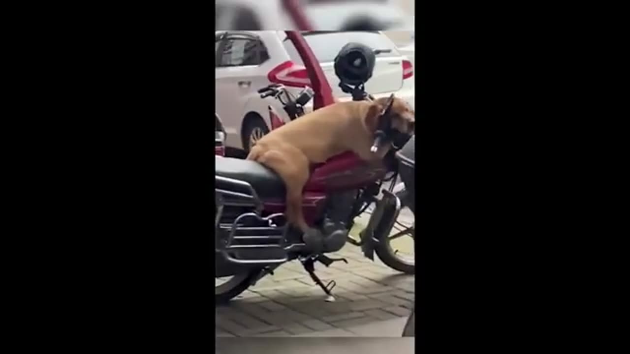 funny animals vidiooo