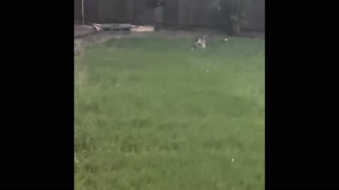 Kids Rescue Baby Bunny from Cat after hearing a bunny scream