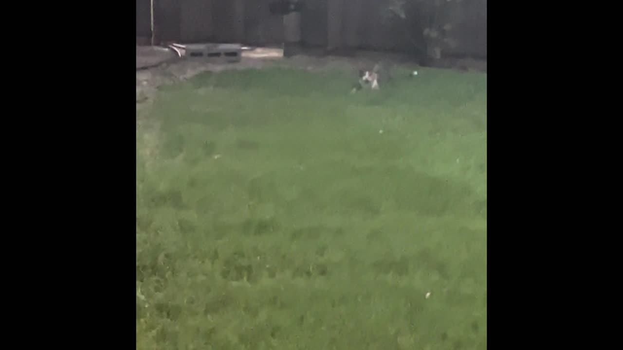 Kids Rescue Baby Bunny from Cat after hearing a bunny scream