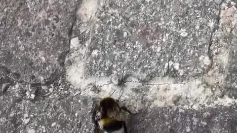 🤣🐝 Bumblebee's Dance Moves Are Next Level! | FunFM