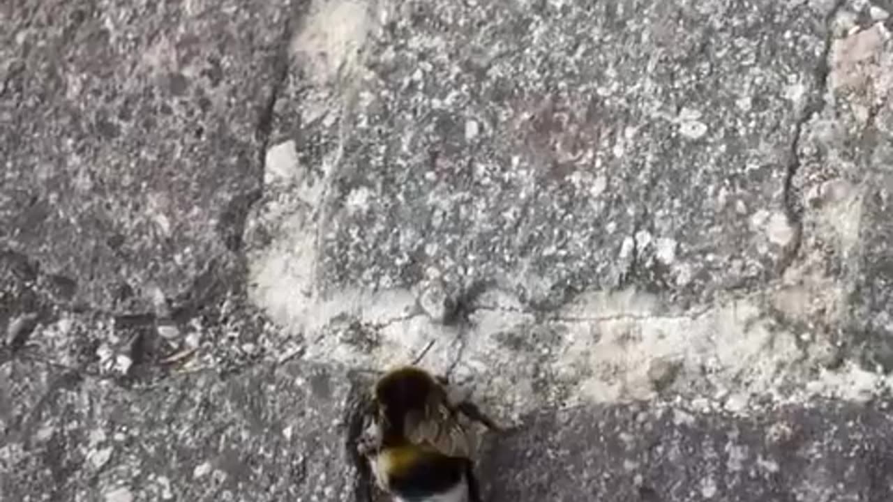 🤣🐝 Bumblebee's Dance Moves Are Next Level! | FunFM