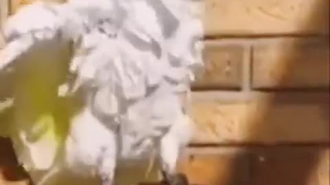 White Parrot Dancing Music