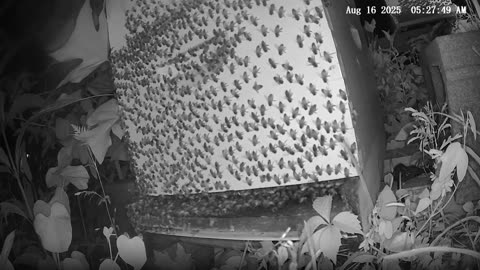 Saturday Morning Peek at a Beehive