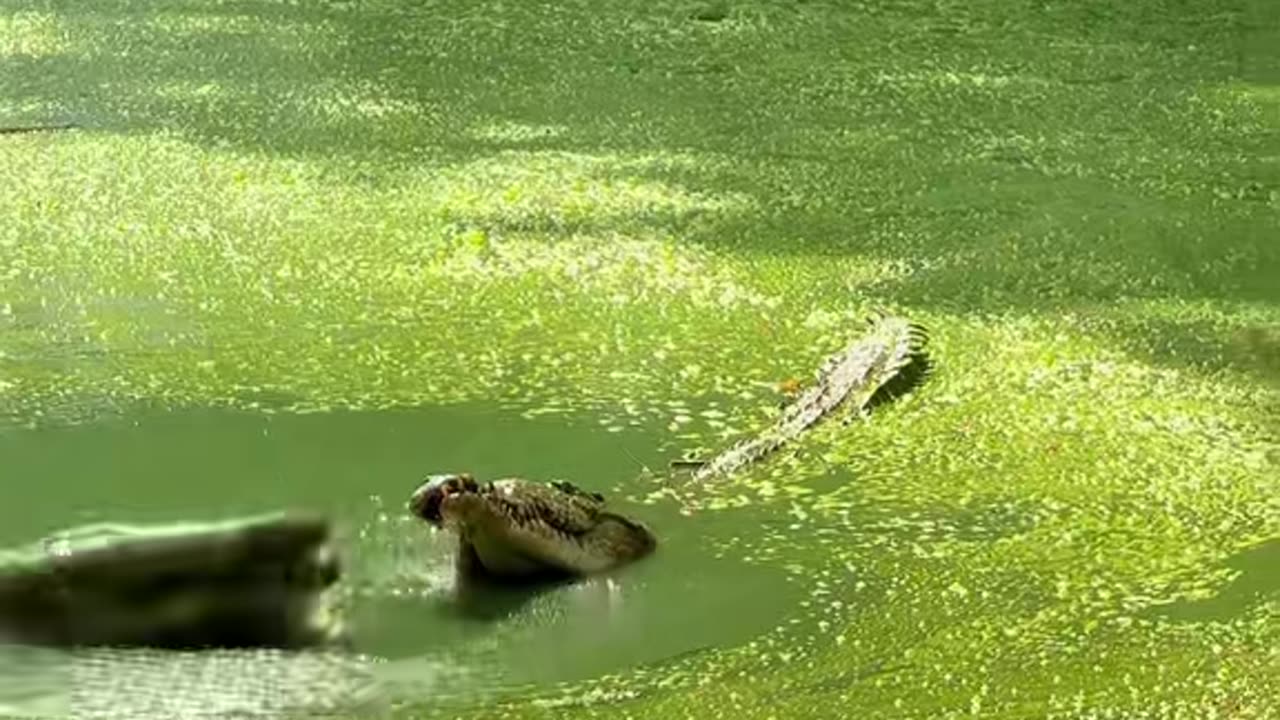 Crocodile Leaps Out of Water for Drone