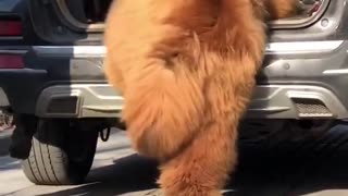 Woe Day 66. I am in the ark. Waiting for GOD to open the Door for a spring/summer Pentecost rapture