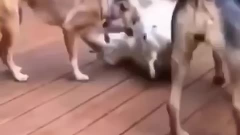 That part in dogs 1 🤣