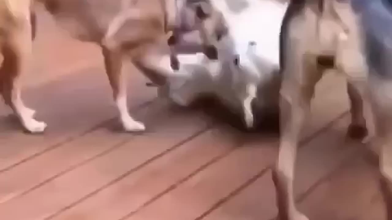 That part in dogs 1 🤣