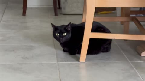 Cute Precious Piper May or May Not Be a Secret Agent - Adopting a Cat from a Shelter Vlog