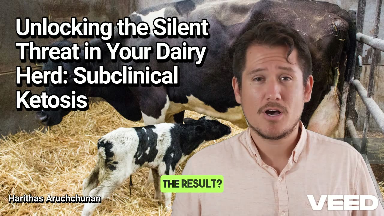 Beat Subclinical Ketosis:Protect Your Dairy Herd