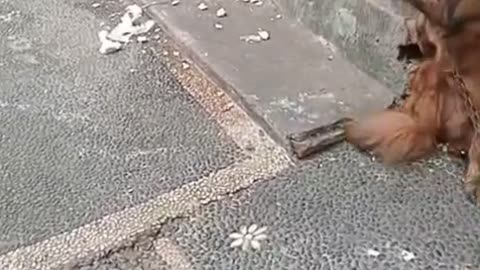 😂 Guilty? Not Me! The Funniest Dog Who Messed Up the House Without Regret