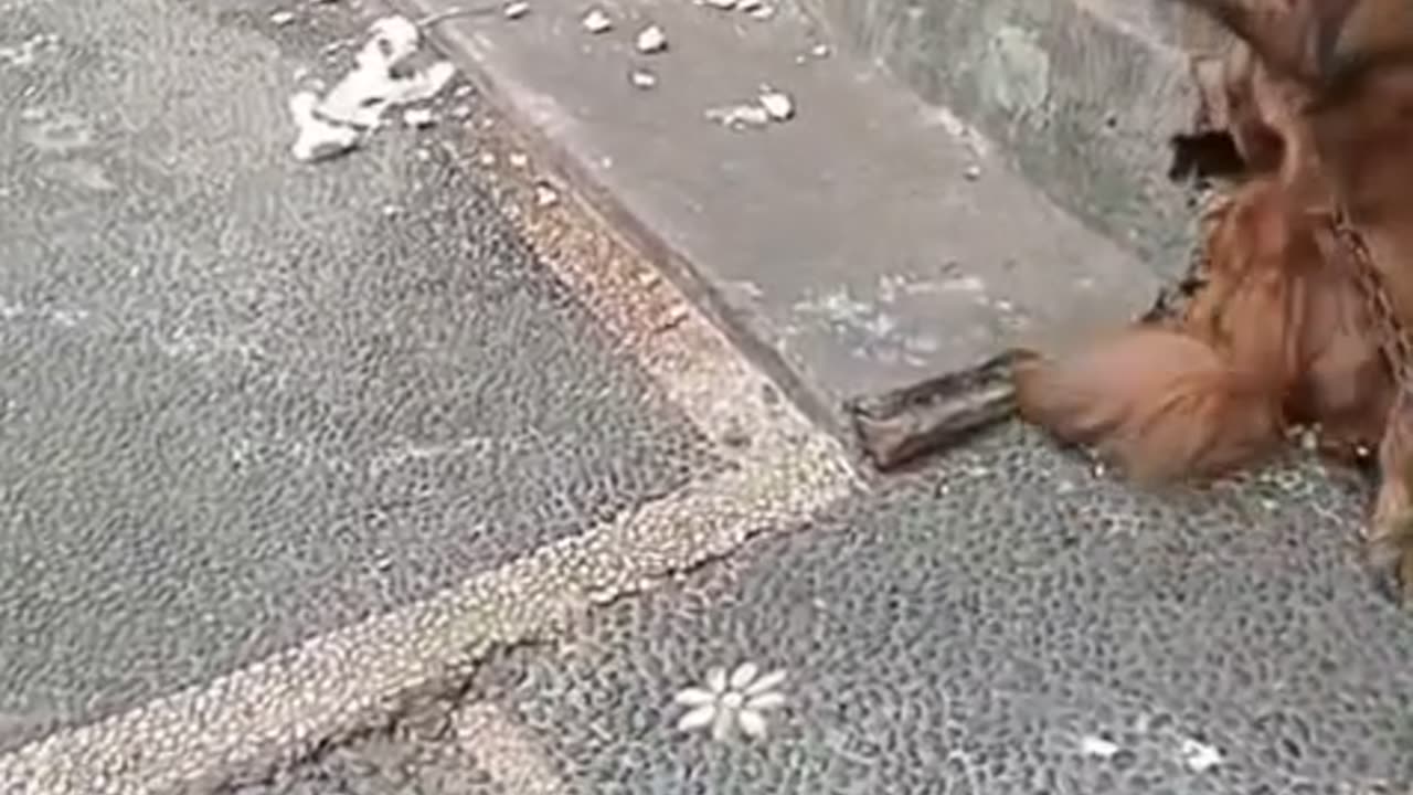 😂 Guilty? Not Me! The Funniest Dog Who Messed Up the House Without Regret