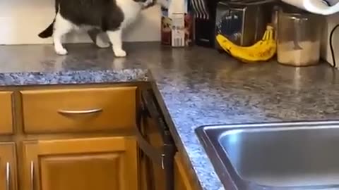 bananas