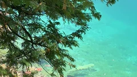 The NYC Rats Can Swim Now?