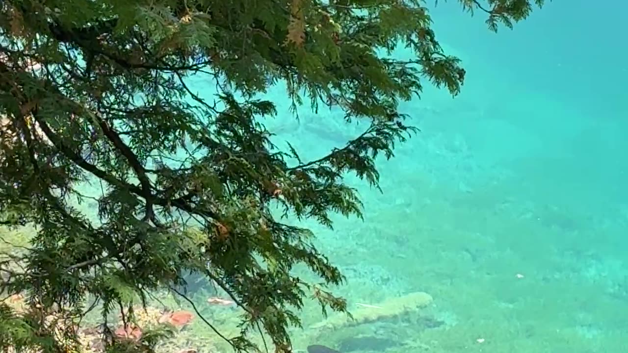 The NYC Rats Can Swim Now?