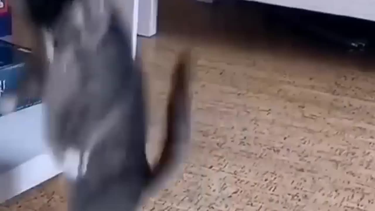 Funny cat fails
