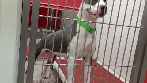 Kyra 3y A866021 kennel 115 PACC shelter_20250525_162252244