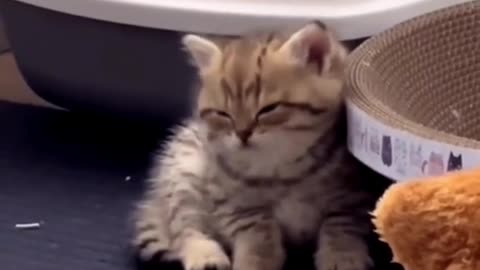 Cat vs. Cardboard Box! Who Wins? 📦🐈