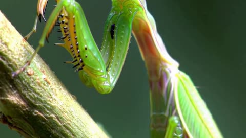 Praying Mantis Swaying Gently in the Breeze