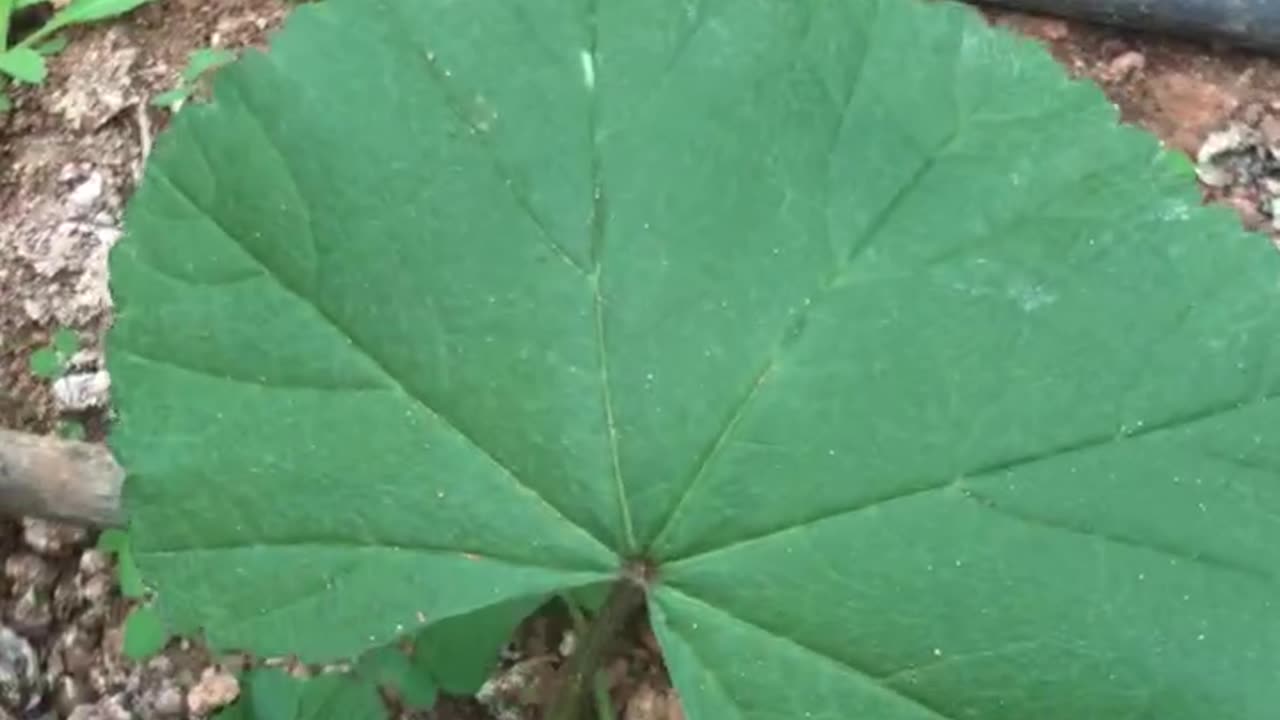Mallow harvest