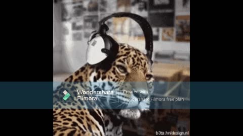 ANIMALS CYLENT ZAM MIX