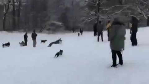 Greyhound causes a zoomie riot at the dog park.. 🐶