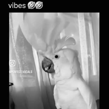 This bird is feelin' the vibes