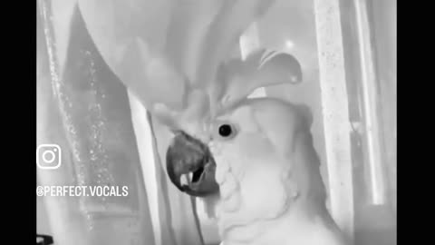 This bird is feelin' the vibes