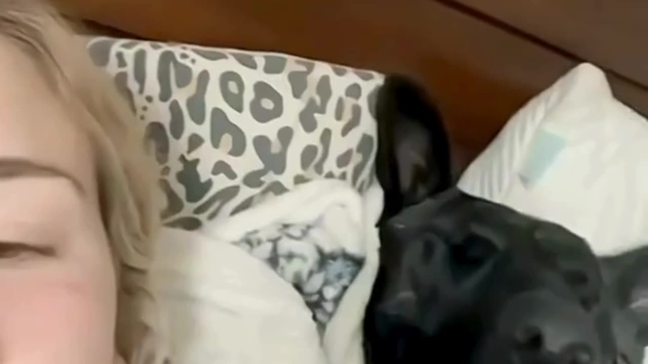 FUNNY ANIMAL COMPILATIONS - PART 80