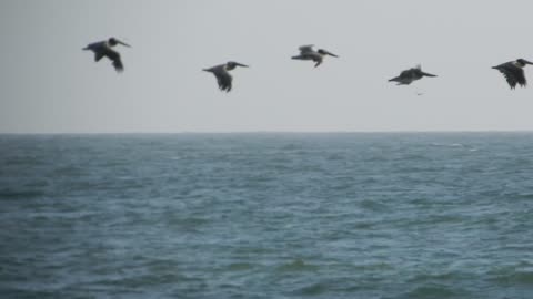 Pelicans flying at the beach.