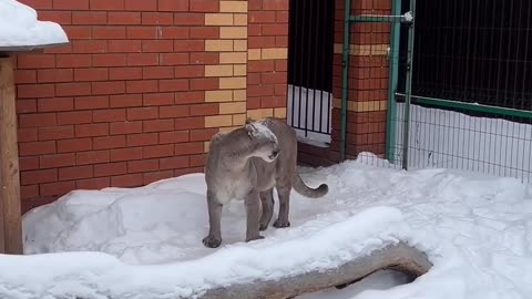 Animal