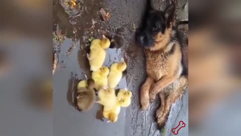 Cutest Animals Ever and Funny Too...Videos