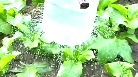 Do you possess the same level of intelligence as him?