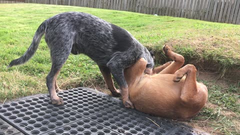 backyard wrastlin 323908423