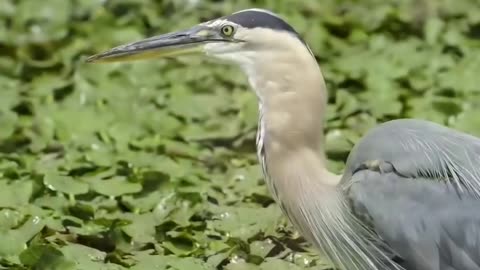 Bird Uses It's Beak in a Peculiar Way to Catch a Fish