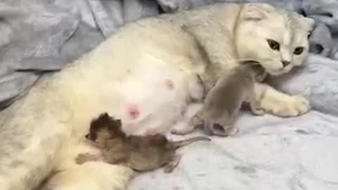 momi cat and 2 kitten