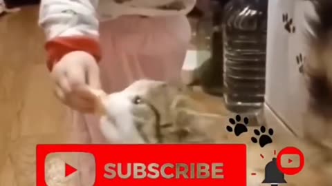 Crazy Cats & Hilarious Pets—Ultimate LOL Compilation! 🐱🤣