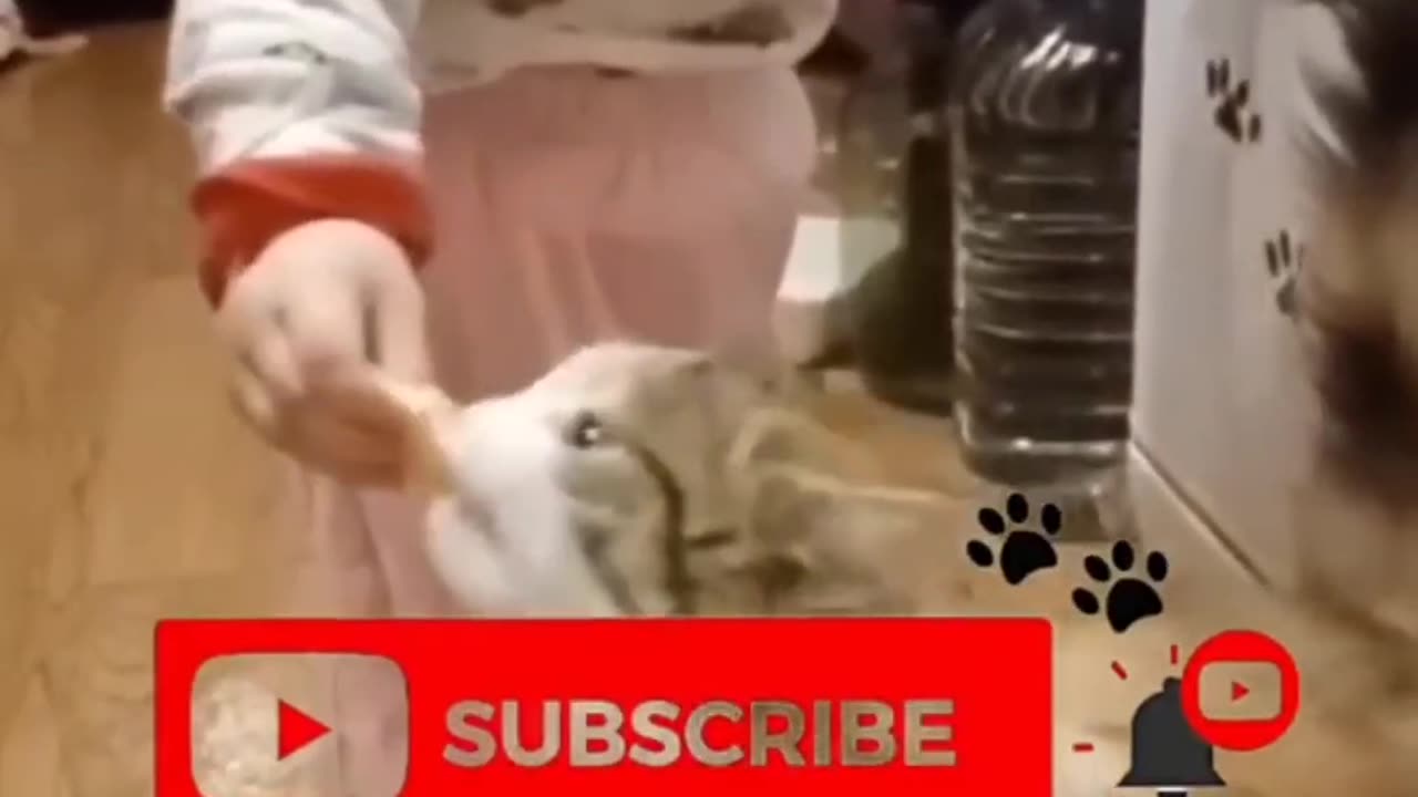Crazy Cats & Hilarious Pets—Ultimate LOL Compilation! 🐱🤣