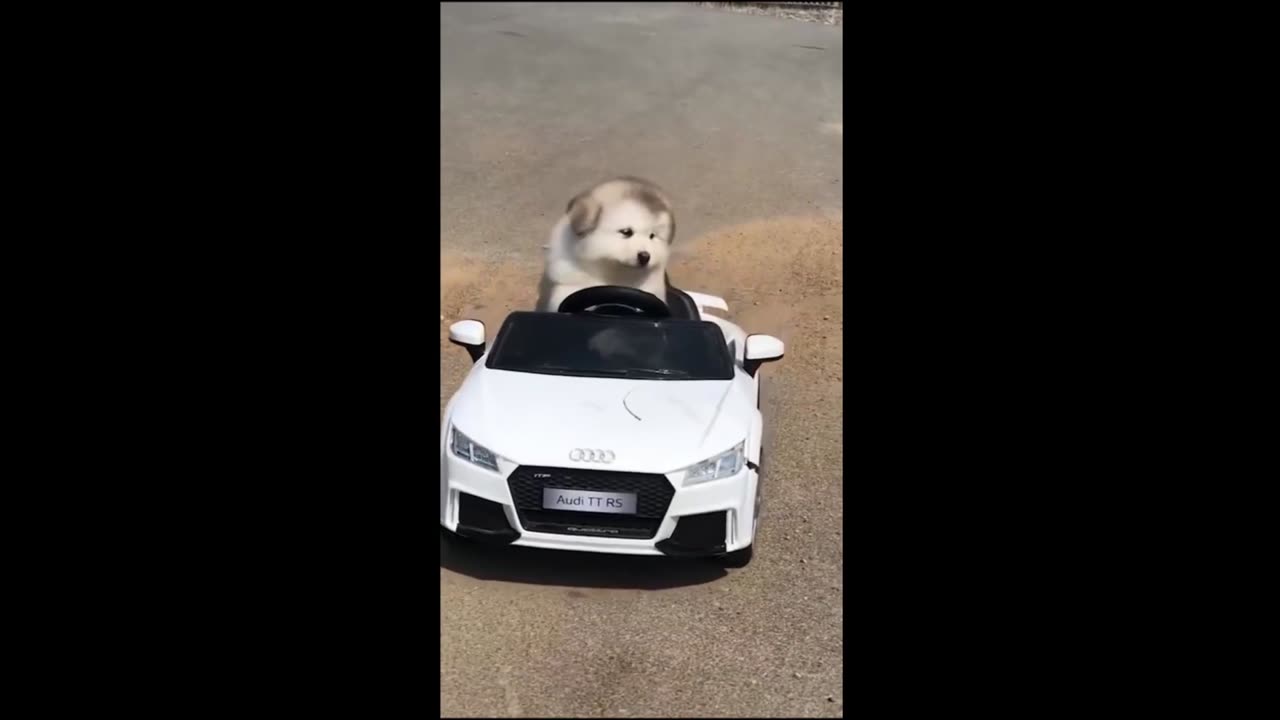 Funny animals video 2