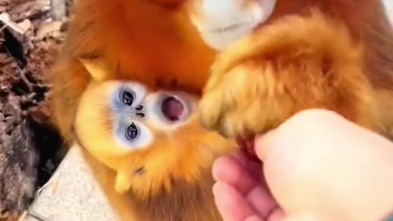 golden snub nosed monkey