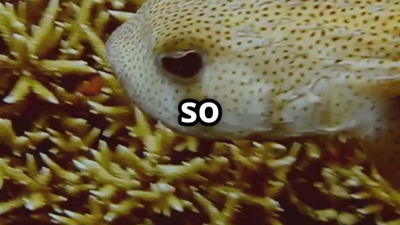 🐡☠️ The Deadly Pufferfish Cute but Lethal! ☠️🐡